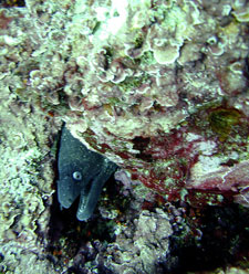 peligros en el mar