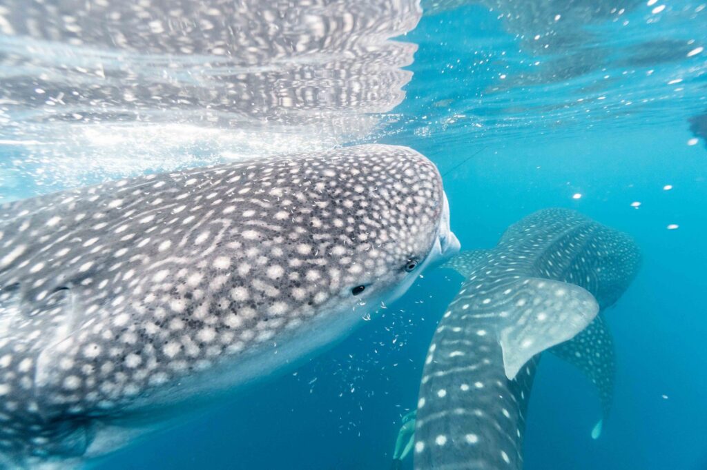 Bucear en Bucear en Madagascar: Nosy Be, tiburon ballena y arrecifes del Indico
