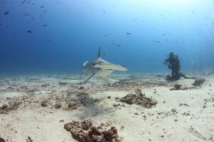 Bucear en Galapagos desde Santa Cruz y San Cristobal: day trips y nivel real