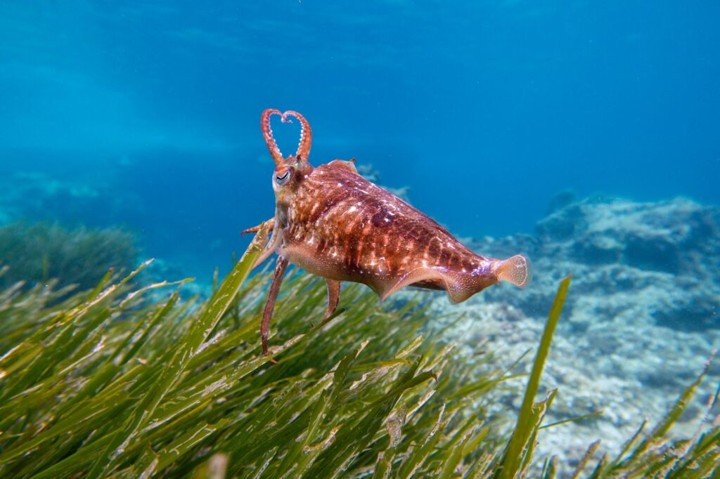 La posidonia oceánica: qué es y por qué los buceadores deben protegerla