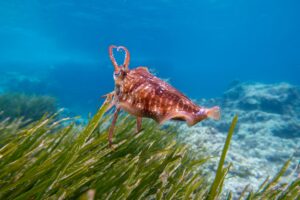 Posidonia oceánica: por qué importa al buceador mediterráneo