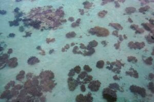 Bucear en Perhentian: cursos, arrecifes y tortugas en Malasia