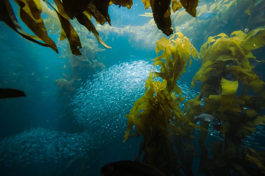 Bucear en Bucear en California: kelp forests, Channel Islands y agua fria