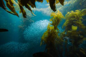 Bucear en California: kelp forests, Channel Islands y agua fria