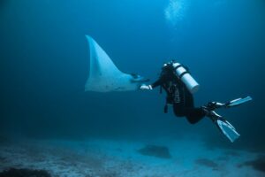 Bucear en Komodo: corrientes, mantas y arrecifes salvajes