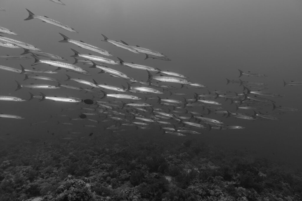 Bucear en Bucear en Sipadan: tortugas, barracudas y cupos limitados