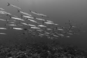 Bucear en Sipadan: tortugas, barracudas y cupos limitados