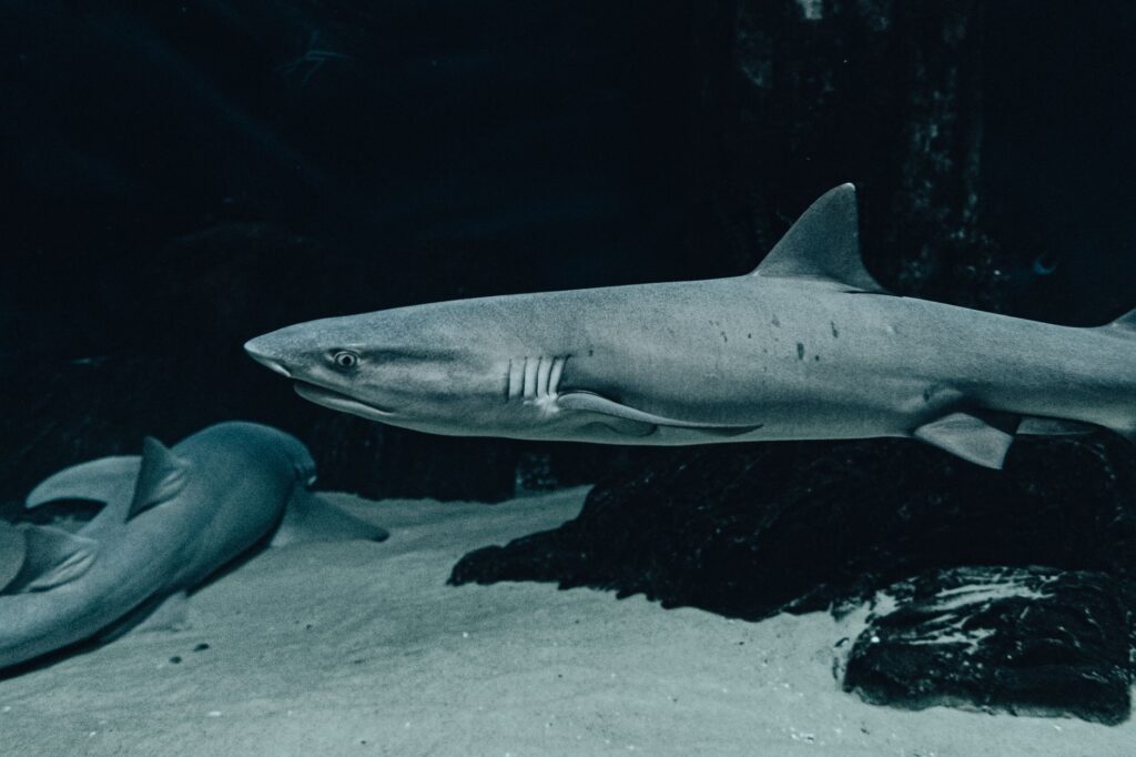 Tiburones del Mediterráneo: especies y cómo comportarse
