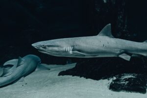 Tiburones del Mediterráneo: especies y cómo comportarse
