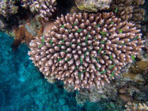 Bucear en Fiji Bligh Water: coral blando y corriente nutritiva