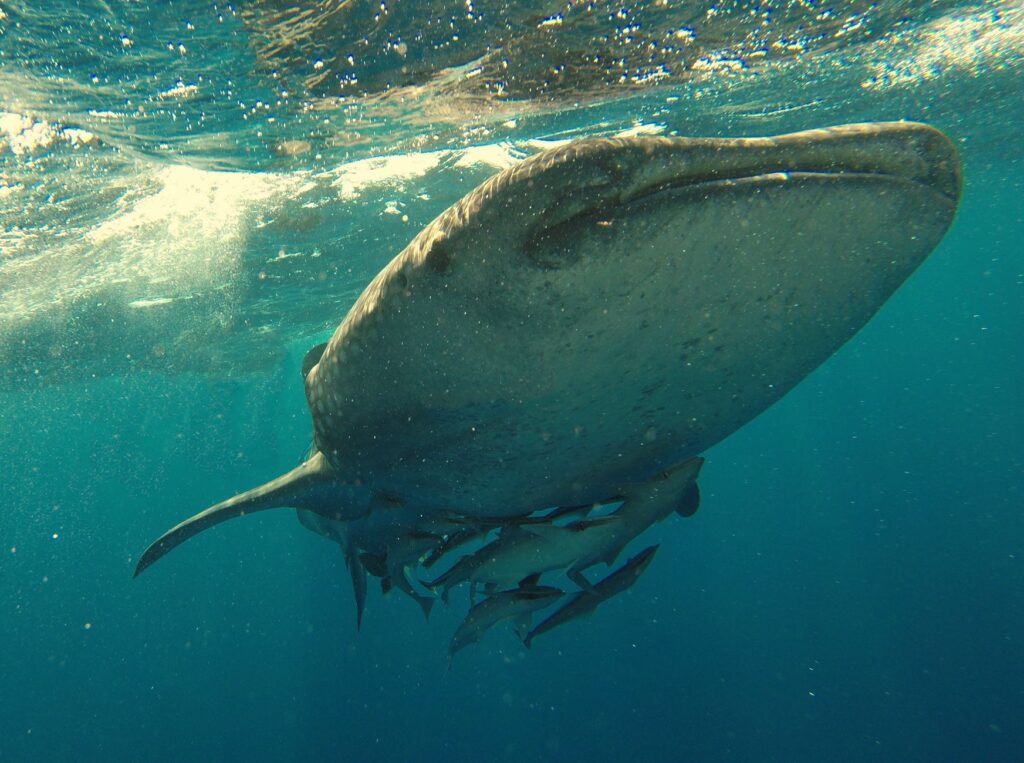 Bucear en Bucear en Ningaloo desde Exmouth: tiburon ballena y arrecife de costa