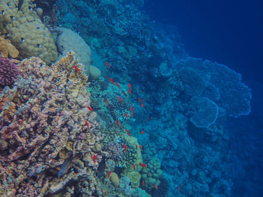 Peces del Mar Rojo: las 20 especies más vistas buceando