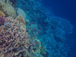 Peces del Mar Rojo: las 20 especies más vistas buceando