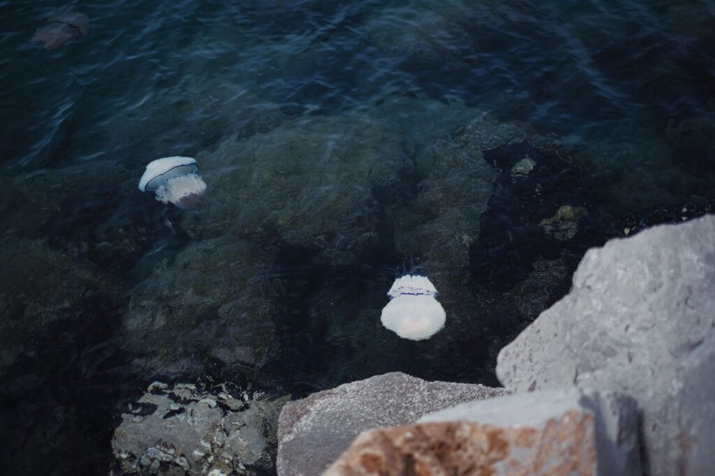 Medusas en España: identificación y qué hacer si te pican
