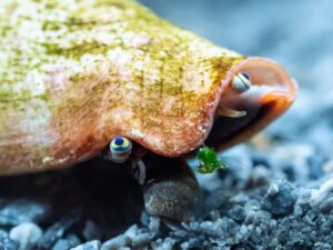 Bucear en Lembeh: macro extremo y criaturas raras