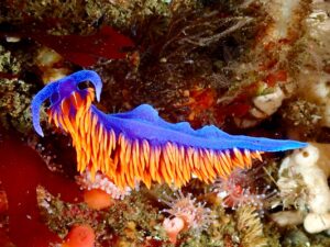 Nudibranquios del Mediterráneo: guía de identificación