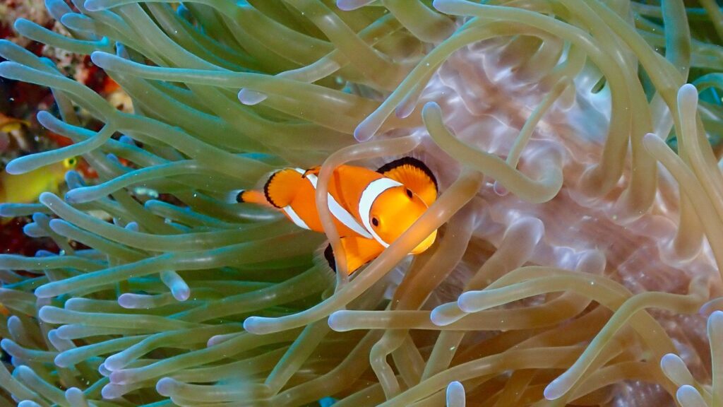 Bucear en Bucear en Palawan: Coron, El Nido y pecios tropicales