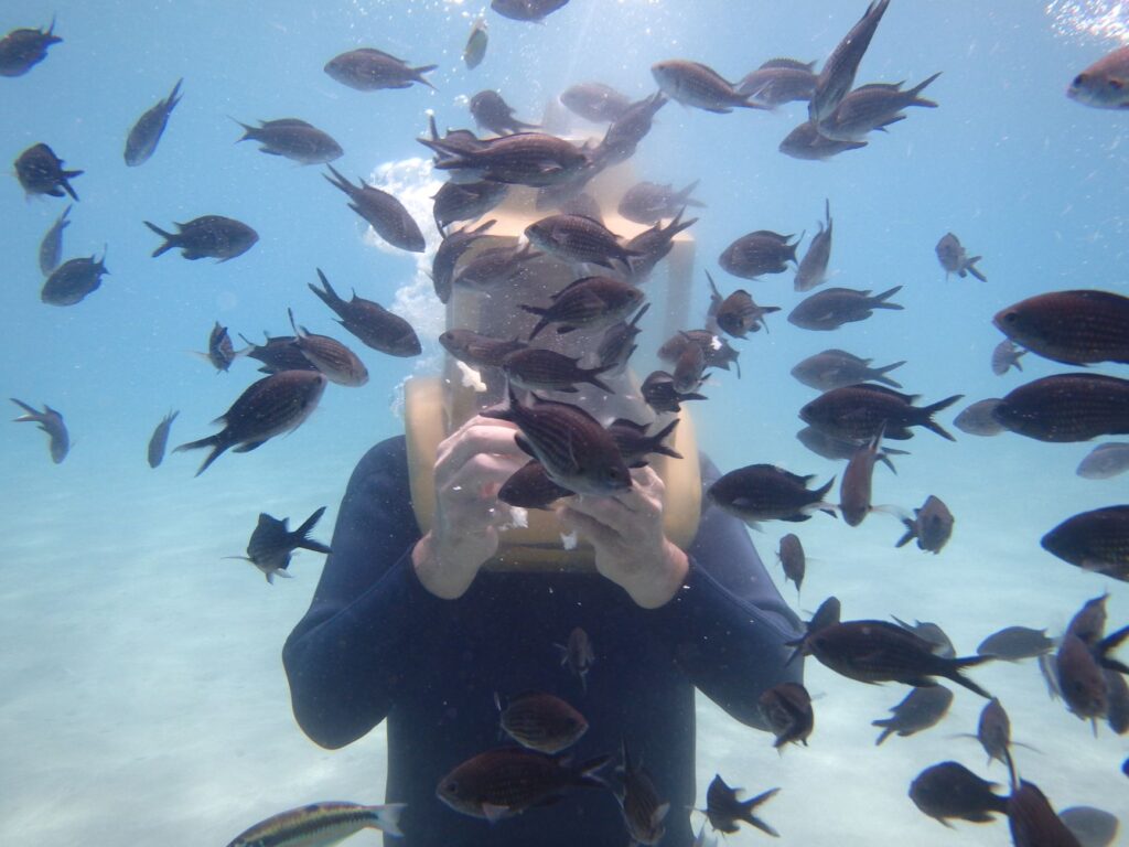 Cómo identificar los peces más comunes del Mediterráneo