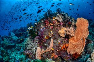 Bucear en Raja Ampat: arrecifes remotos y biodiversidad extrema