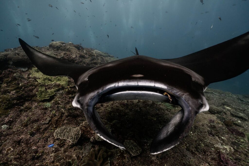 Bucear en Bucear en Socorro: mantas gigantes y expedicion desde Mexico