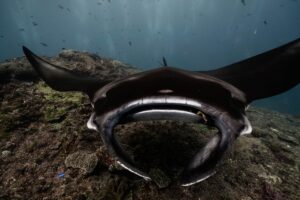 Bucear en Socorro: mantas gigantes y expedicion desde Mexico