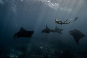 Bucear en Nusa Penida: mantas, corrientes y agua fria en Bali