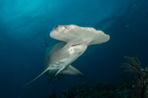 Bucear en Bimini: martillos, delfines y Bahamas compactas
