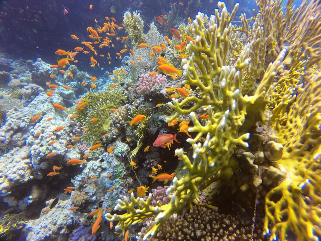 Bucear en Bucear en Hurghada: arrecifes faciles y puerta de entrada al Mar Rojo