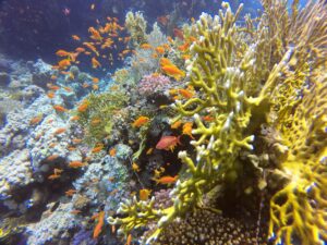 Bucear en Hurghada: arrecifes faciles y puerta de entrada al Mar Rojo