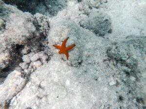 Bucear en Oman: Daymaniyat, Musandam y Arabia submarina