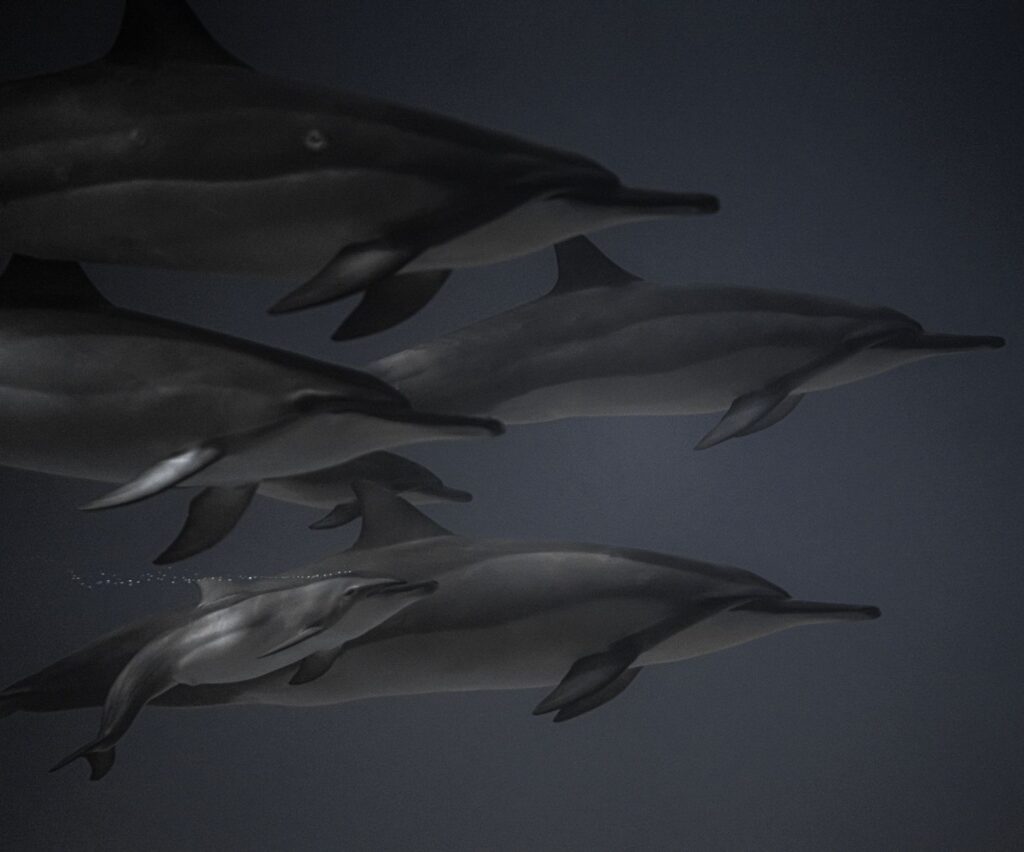 Ballenas y delfines en el buceo: dónde verlos y cómo comportarse