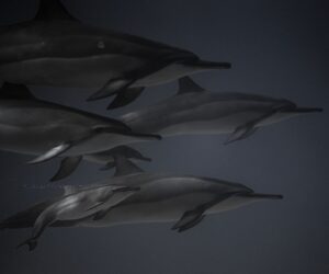 Ballenas y delfines en el buceo: dónde verlos y cómo comportarse
