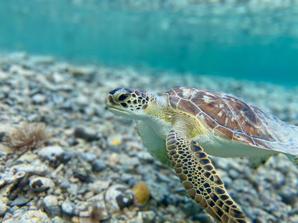 Tortugas marinas en España: dónde verlas y cómo comportarse