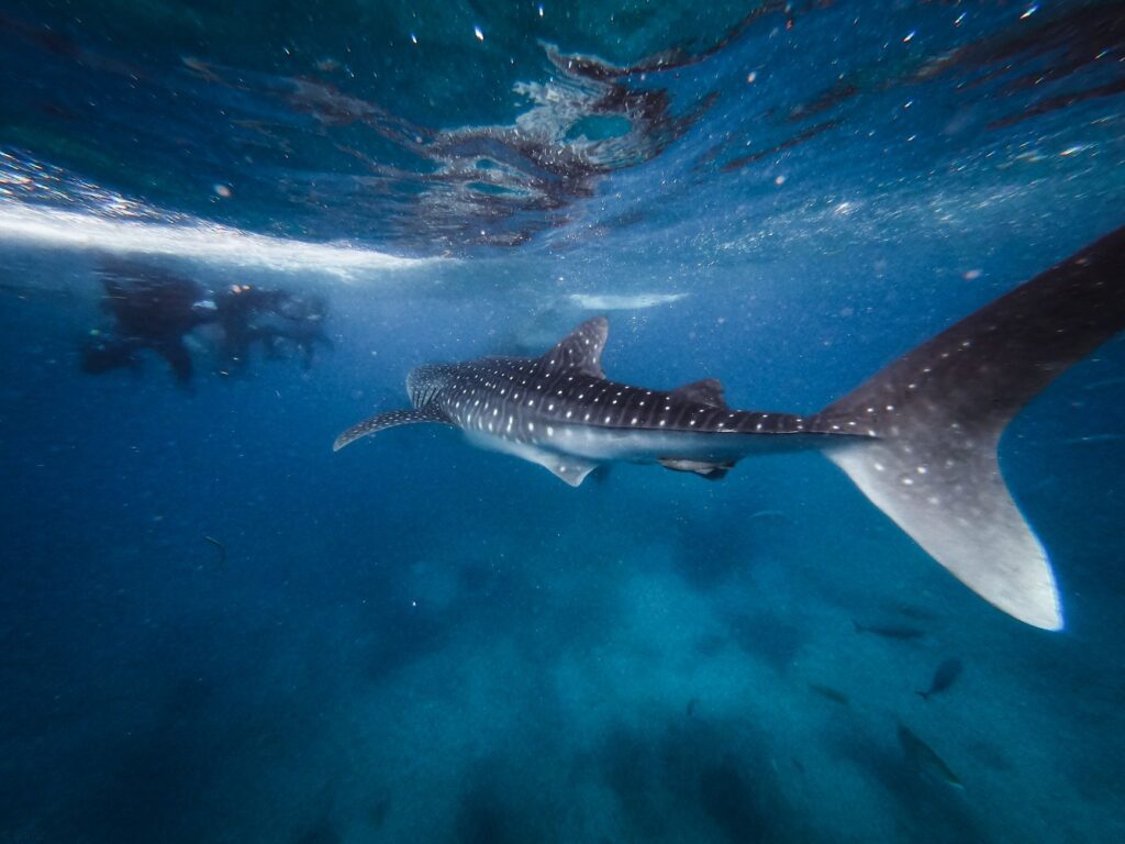 Bucear en Bucear en Utila: cursos baratos y tiburon ballena ocasional