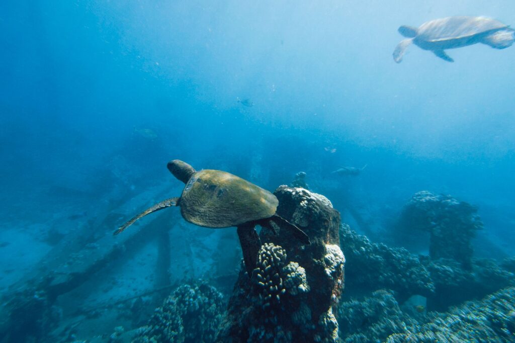 Bucear en Bucear en Seychelles interiores: granito, tortugas y arrecifes faciles