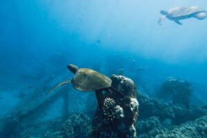 Bucear en Seychelles interiores: granito, tortugas y arrecifes faciles