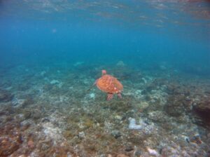 Bucear en Apo Island: tortugas y reserva comunitaria en Filipinas