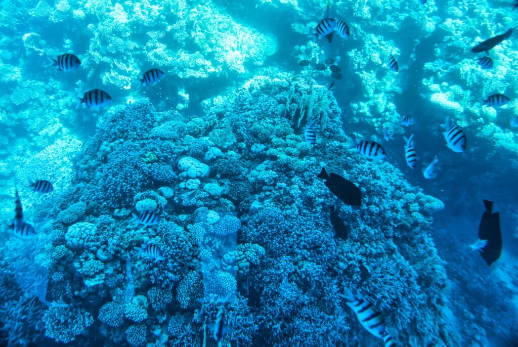 Bucear en Bucear en Sharm el Sheikh: Ras Mohammed y estrecho de Tiran
