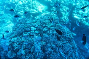 Bucear en Sharm el Sheikh: Ras Mohammed y estrecho de Tiran