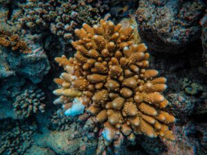 Buceo con corriente: cómo prepararte y cuándo cancelar