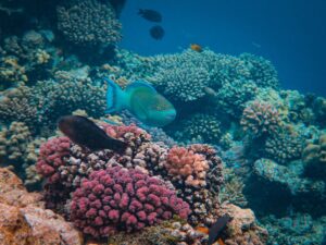 Seguro de buceo: qué debe cubrir antes de contratar