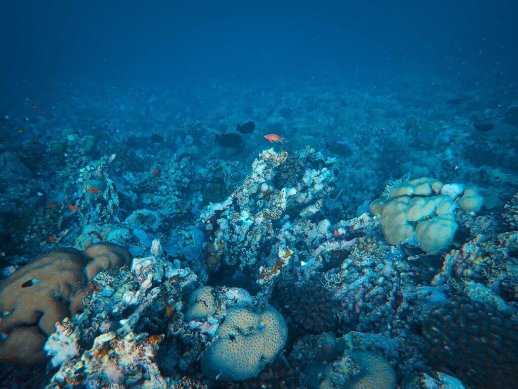 Primer liveaboard en el Mar Rojo: consejos para no equivocarte