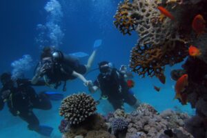 Fotografía submarina: cómo compensar la pérdida de luz y color bajo el agua