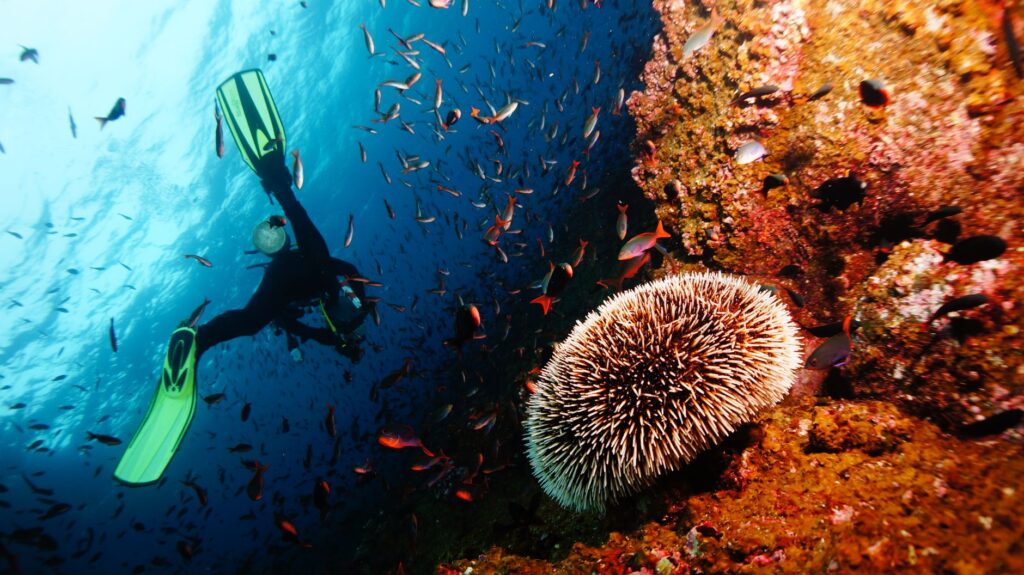 Bucear en Bucear en Belice: Blue Hole, arrecife y atolones