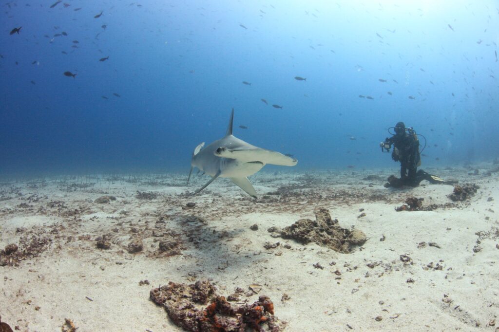 Bucear en Bucear en Bonaire: shore diving, arrecifes fáciles y viaje por libre