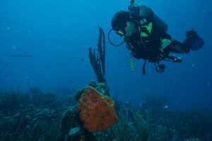 Bucear en Hawái: lava, mantas nocturnas y Pacífico central