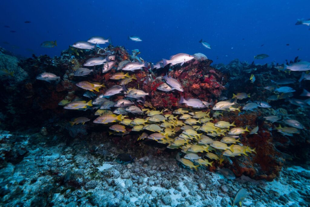 Bucear en Bucear en Fernando de Noronha: delfines, tortugas y Brasil oceánico