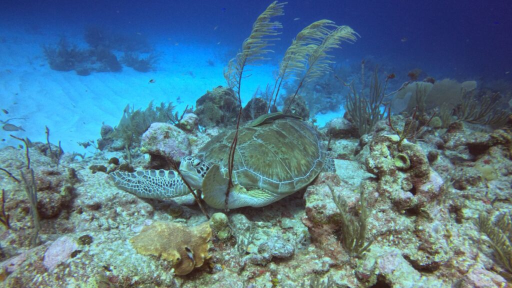 Bucear en Bucear en Islas Caimán: paredes, Stingray City y Caribe fácil