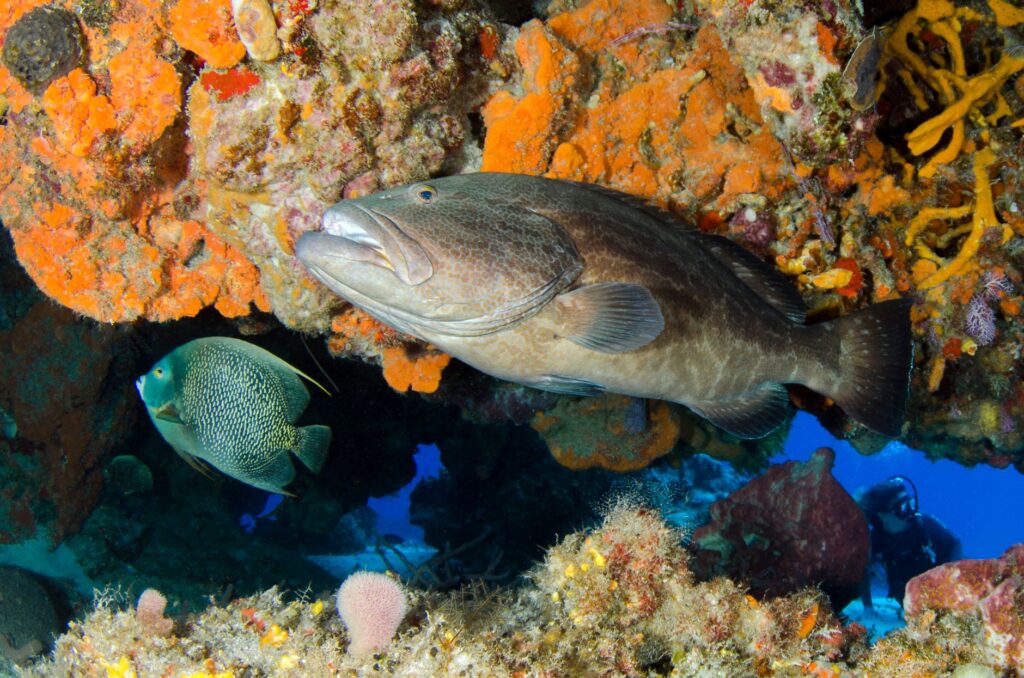 Bucear en Cocos y Malpelo: tiburones y expedición oceánica