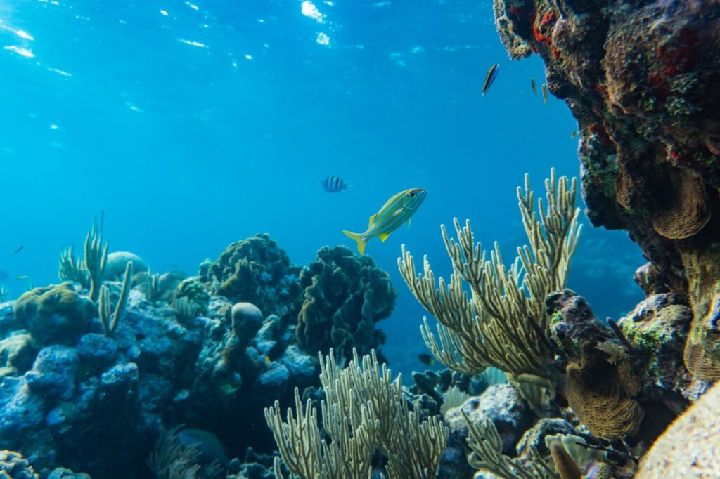 Bucear en Bucear en Galápagos: tiburones, corrientes y mejor época